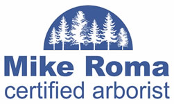 mike-roma-tree-pruning-cape-cod-1